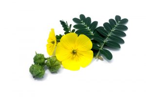 tribulus terrestris