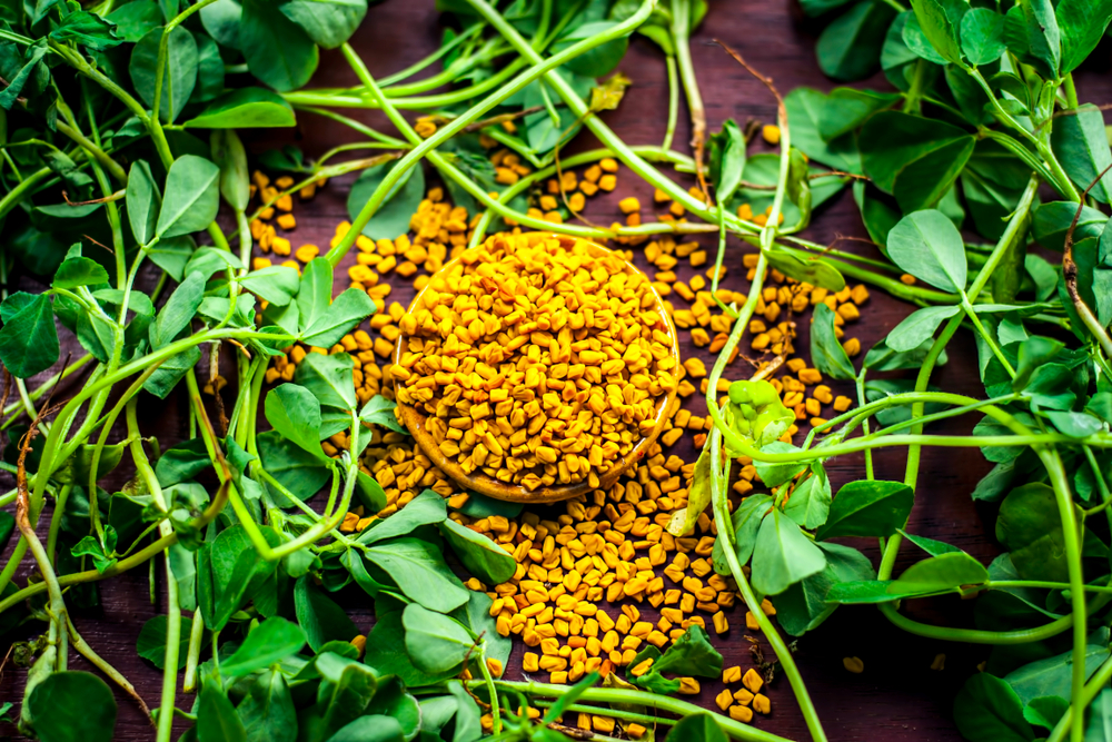 fresh fenugreek seeds and leaves