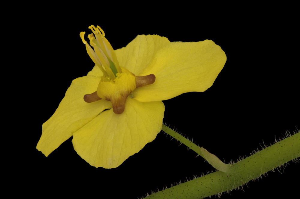 horny goat weed yellow flower