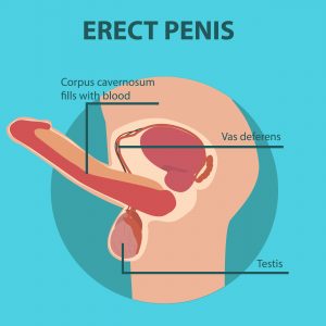 erect penis diagram