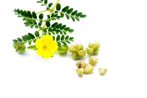 tribulus terrestris flower and fruit