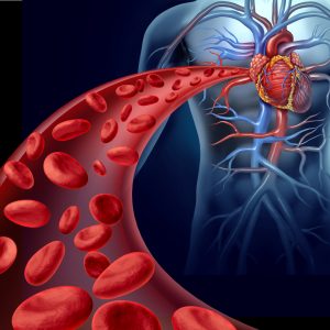 red blood cells traveling to the heart