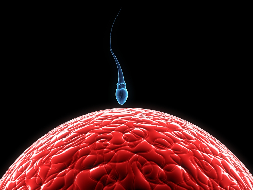 sperm swimming towards an egg