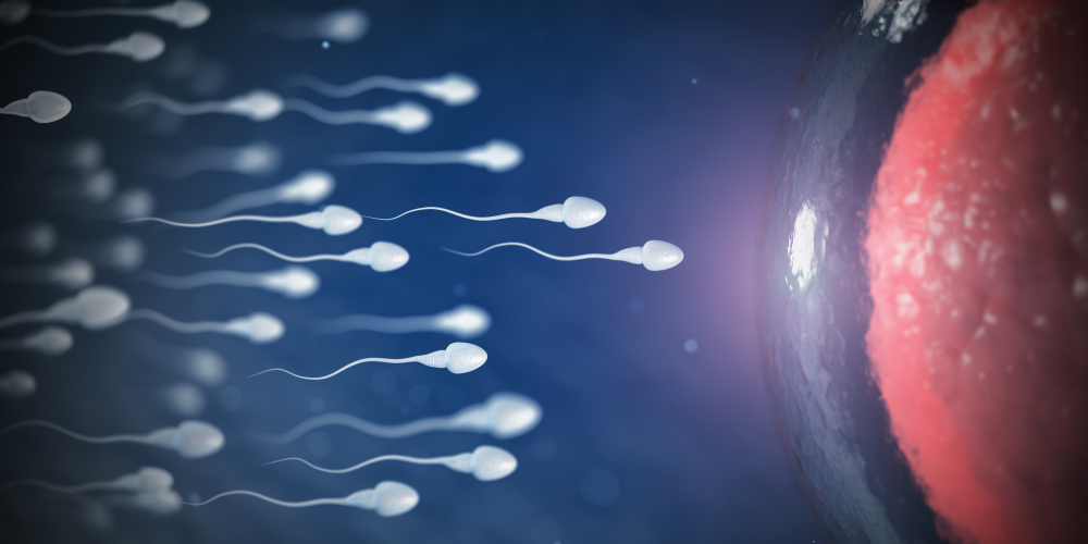 sperms swimming towards egg