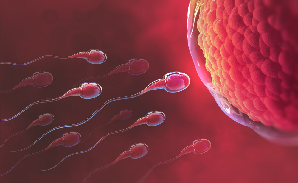 sperms swimming towards egg cell