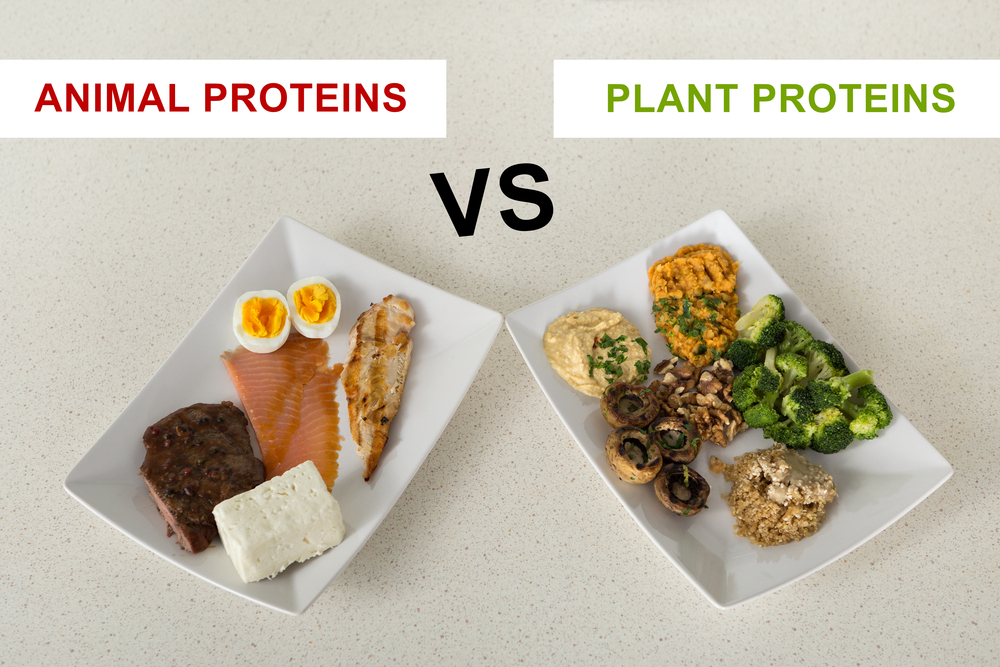 animal protein vs plant protein
