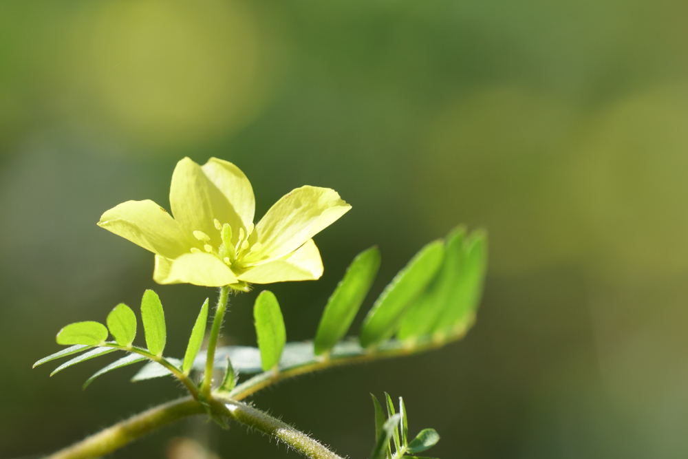 tribulus terrestris flower