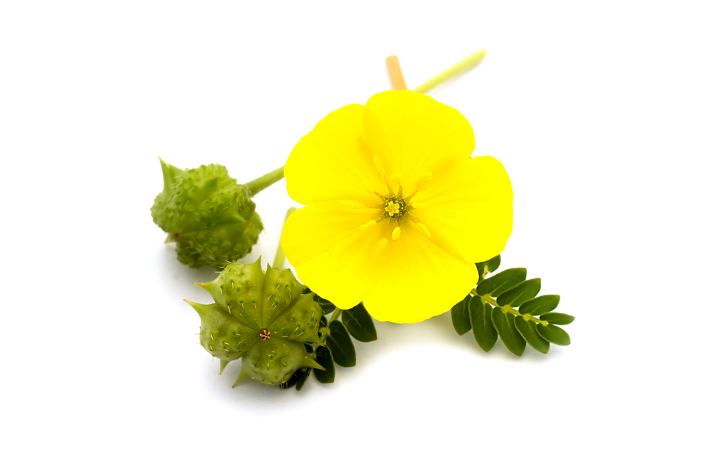 tribulus terrestris flower and bulb