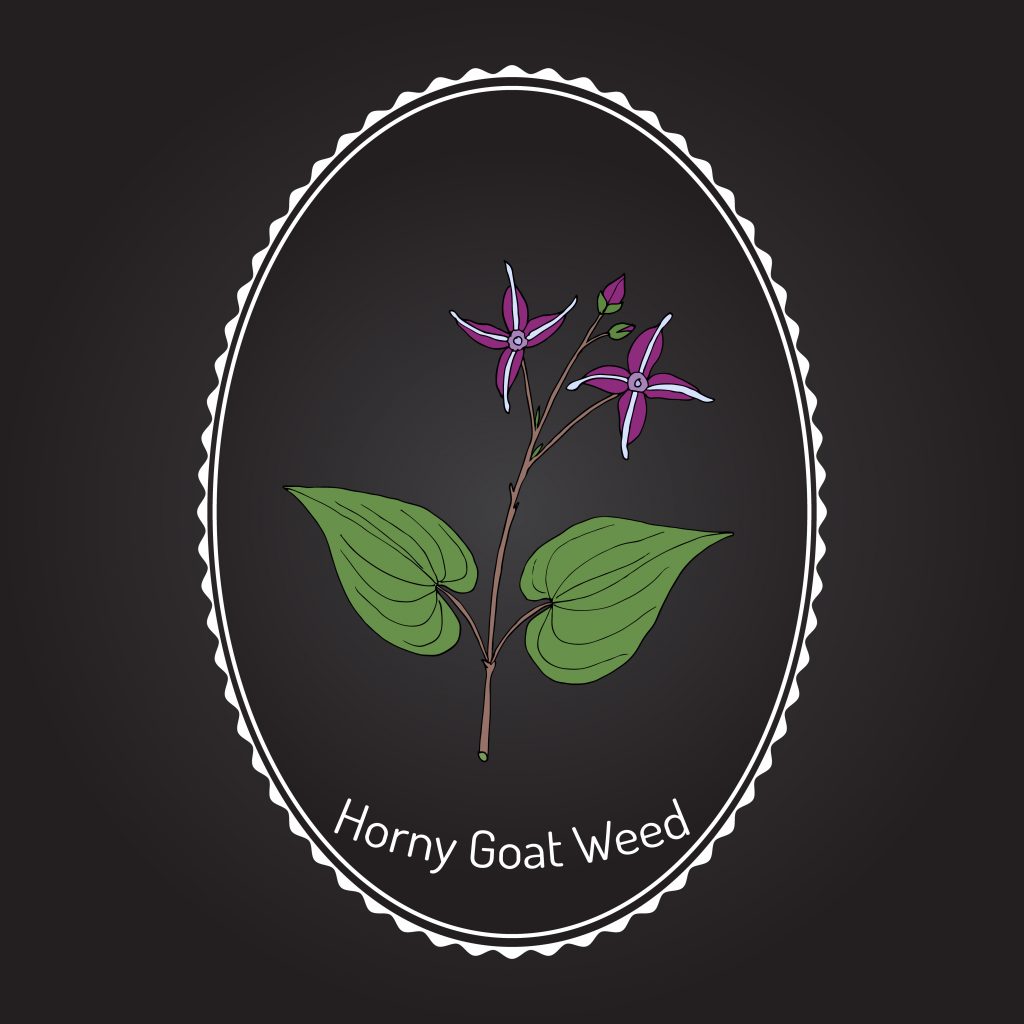 horny goat weed flower