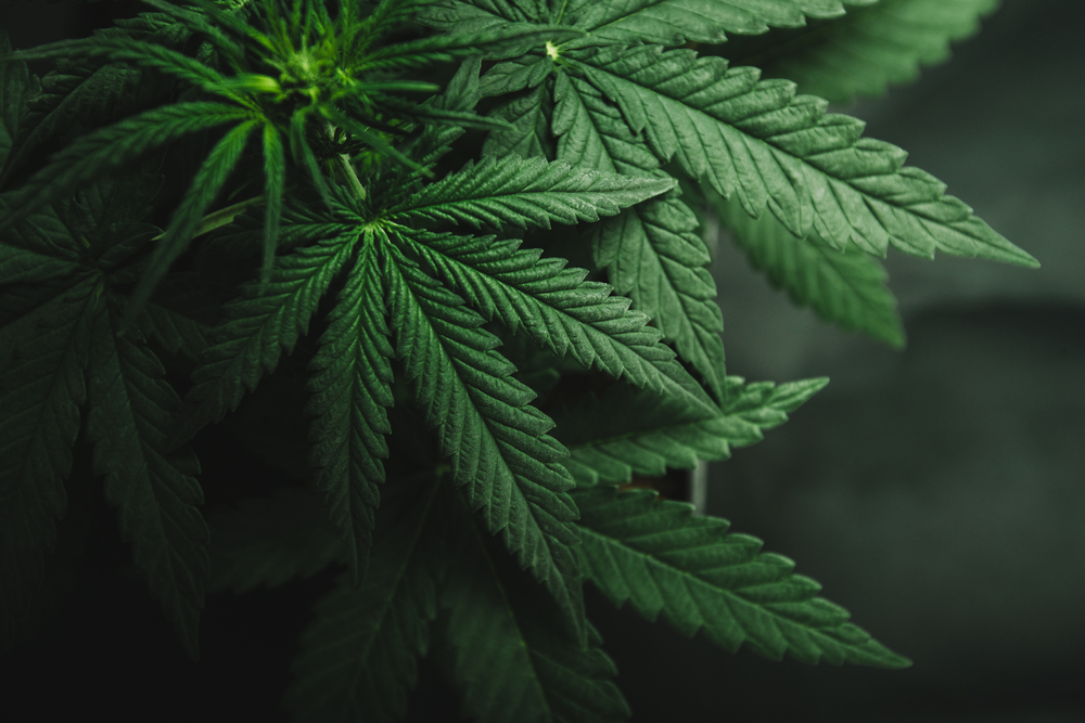 marijuana plant leaves