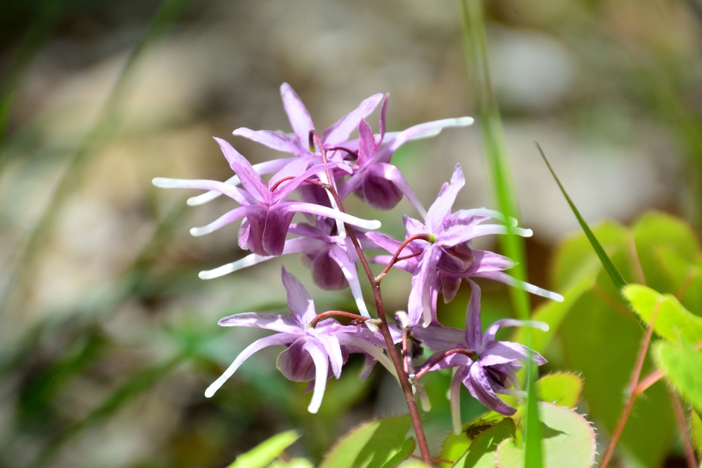 horny goat weed flower