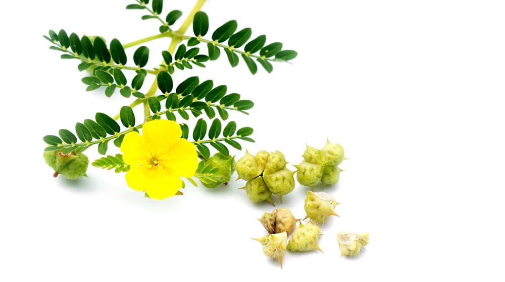 tribulus terrestris plant