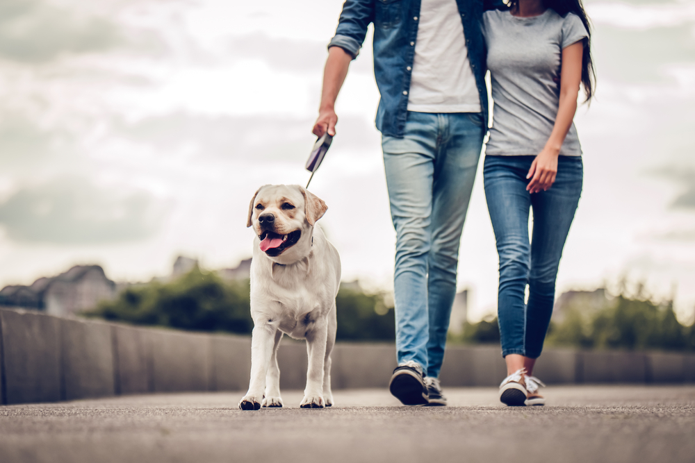 couple walking the dog