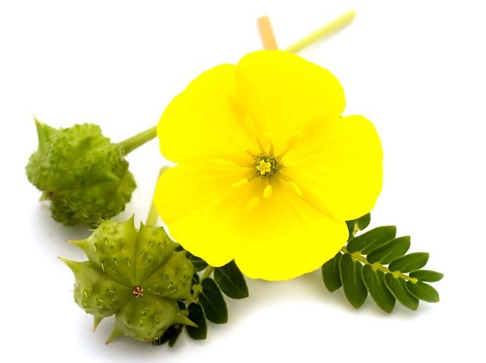 tribulus terrestris flower