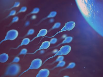 sperm 3D model