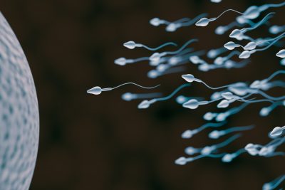 sperm cells swimming towards egg