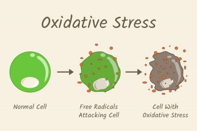 oxidative stress on cells