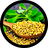 Fenugreek: Male UltraCore Ingredient